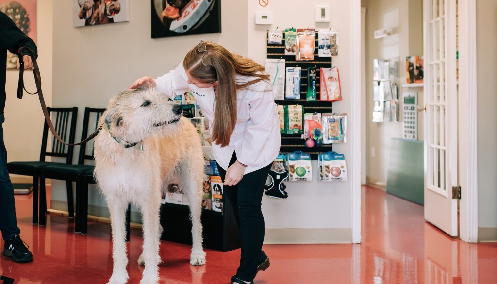 City Pets Animal Clinic