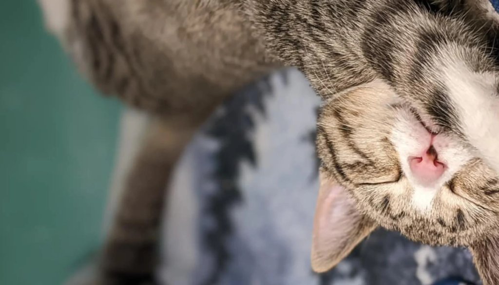 Fairfield Animal Hospital